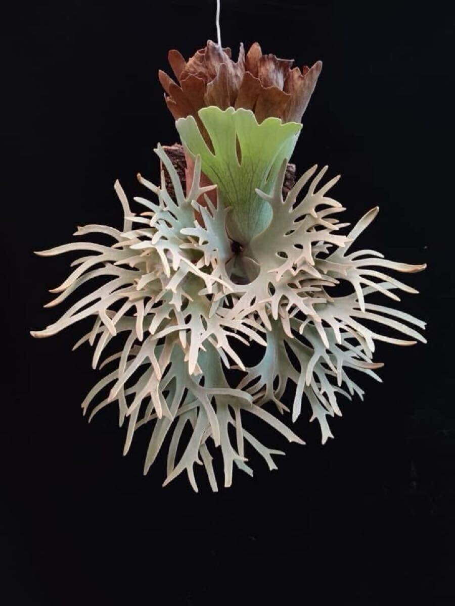 15ビカクシダ Platycerium 台湾輸入株タグ付き ウィリンキー 15ビカクシダ Platycerium 台湾輸入株タグ付き ウィリンキー