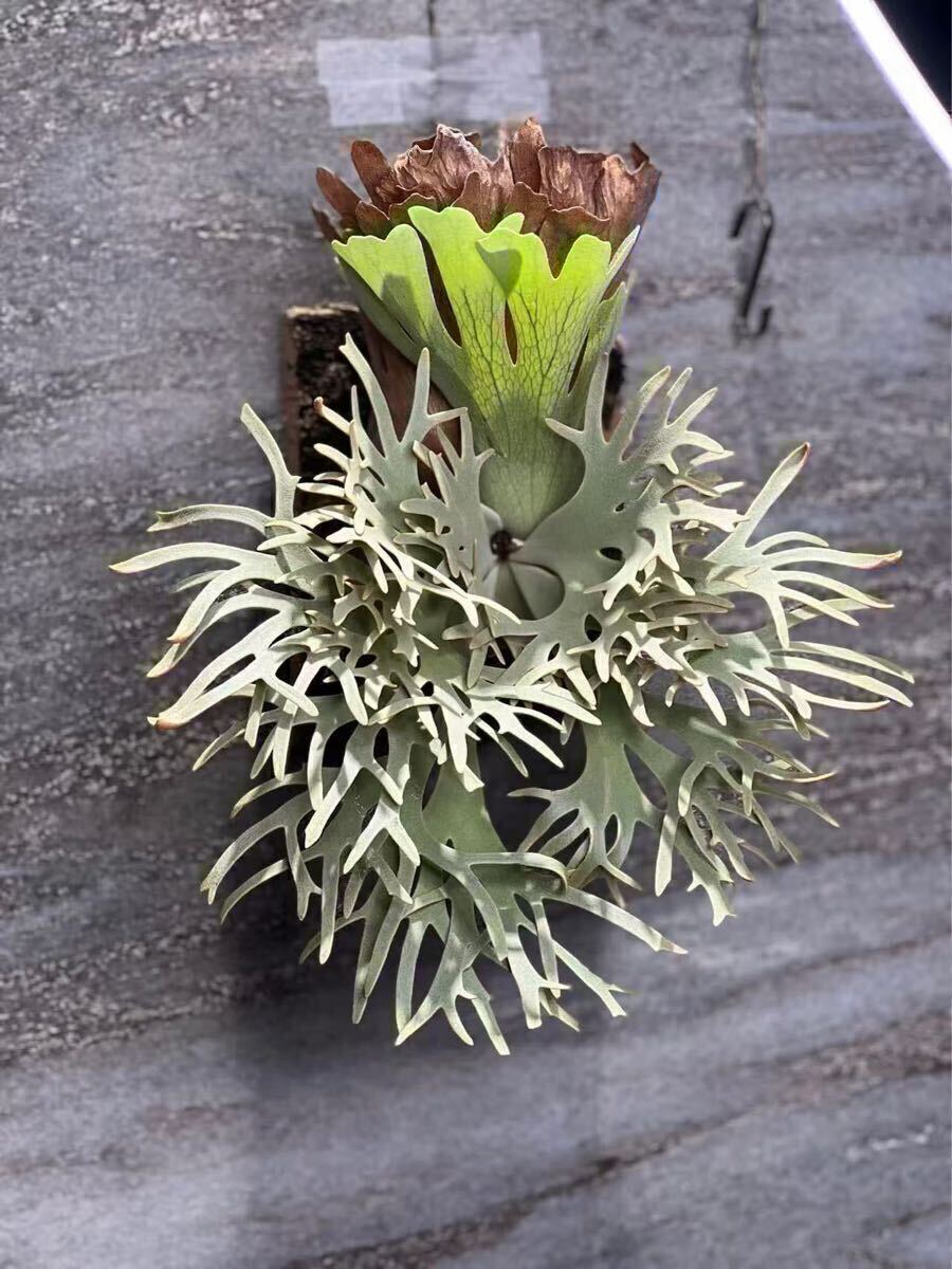 15ビカクシダ Platycerium 台湾輸入株タグ付き ウィリンキー 15ビカクシダ Platycerium 台湾輸入株タグ付き ウィリンキー