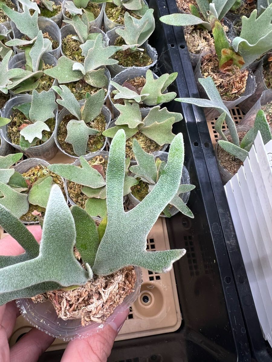 15ビカクシダ Platycerium 台湾輸入株タグ付き ウィリンキー 15ビカクシダ Platycerium 台湾輸入株タグ付き ウィリンキー