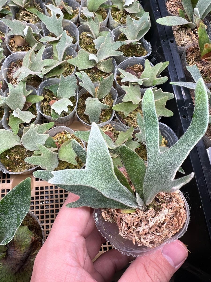 15ビカクシダ Platycerium 台湾輸入株タグ付き ウィリンキー 15ビカクシダ Platycerium 台湾輸入株タグ付き ウィリンキー