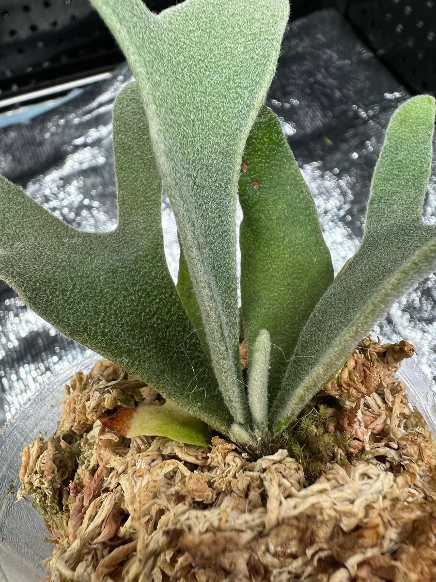 15ビカクシダ Platycerium 台湾輸入株タグ付き ウィリンキー 15ビカクシダ Platycerium 台湾輸入株タグ付き ウィリンキー