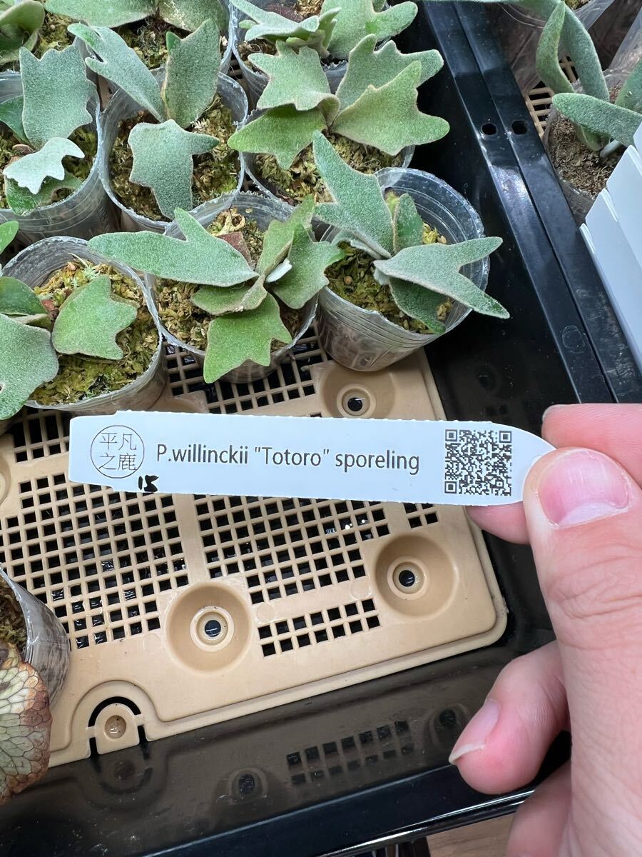 15ビカクシダ Platycerium 台湾輸入株タグ付き ウィリンキー 15ビカクシダ Platycerium 台湾輸入株タグ付き ウィリンキー