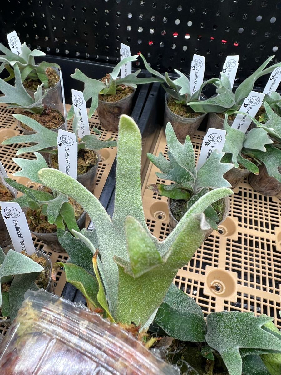 一流の品質 1ビカクシダ Platycerium ウィリンキー 台湾輸入株タグ付き ビカクシダ