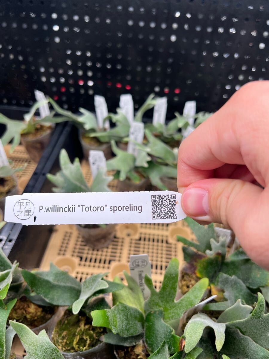 1ビカクシダ Platycerium 台湾輸入株タグ付き ウィリンキー 1ビカクシダ Platycerium 台湾輸入株タグ付き ウィリンキー