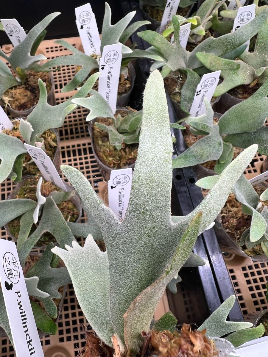 8ビカクシダ Platycerium 台湾輸入株タグ付き ウィリンキー 8ビカクシダ Platycerium 台湾輸入株タグ付き ウィリンキー
