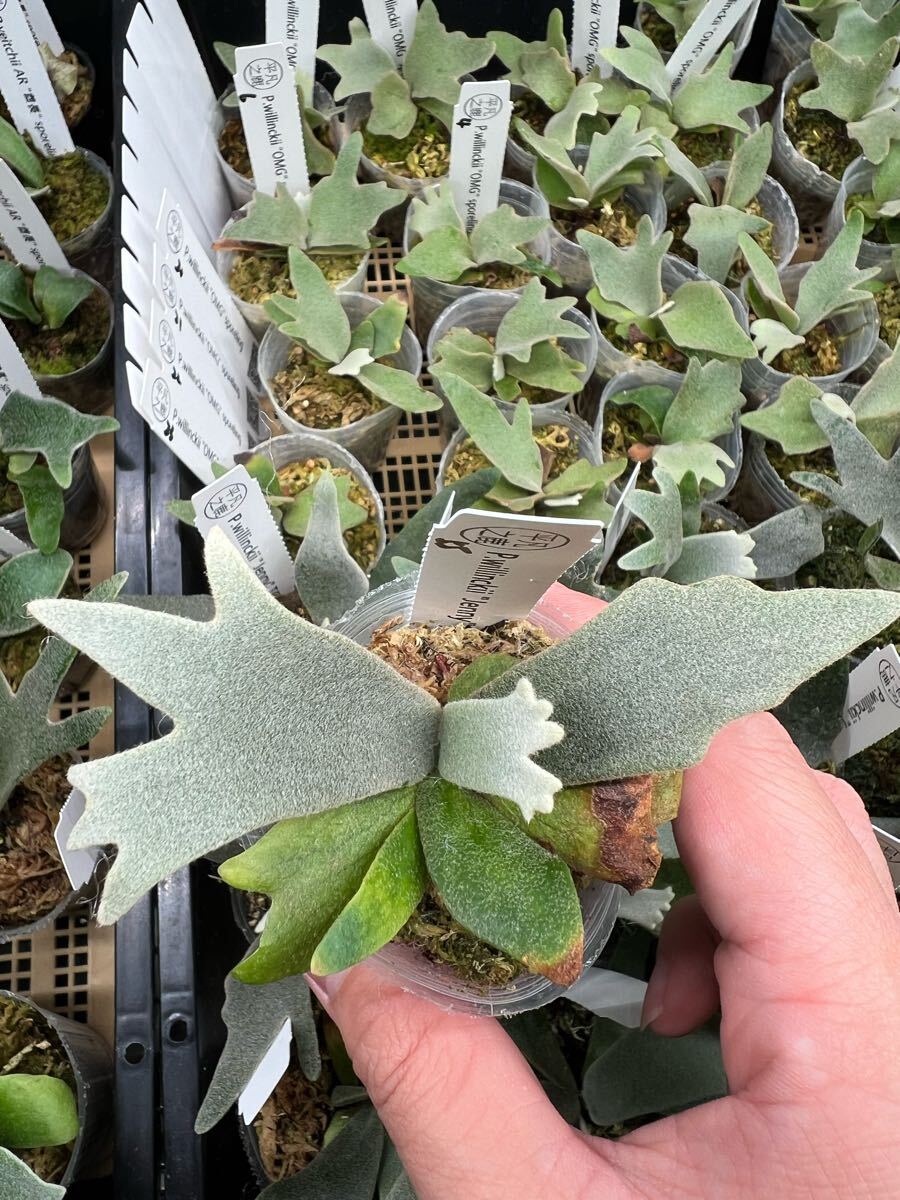 55ビカクシダ Platycerium 台湾輸入株 タグ付き ウィリンキー 55ビカクシダ Platycerium 台湾輸入株 タグ付き ウィリンキー