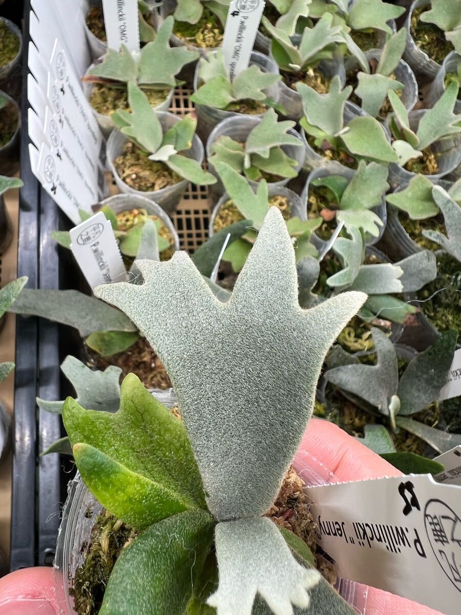 55ビカクシダ Platycerium 台湾輸入株 タグ付き ウィリンキー 55ビカクシダ Platycerium 台湾輸入株 タグ付き ウィリンキー