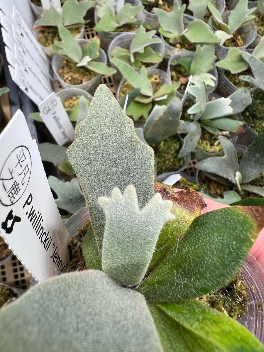 55ビカクシダ Platycerium 台湾輸入株 タグ付き ウィリンキー 55ビカクシダ Platycerium 台湾輸入株 タグ付き ウィリンキー