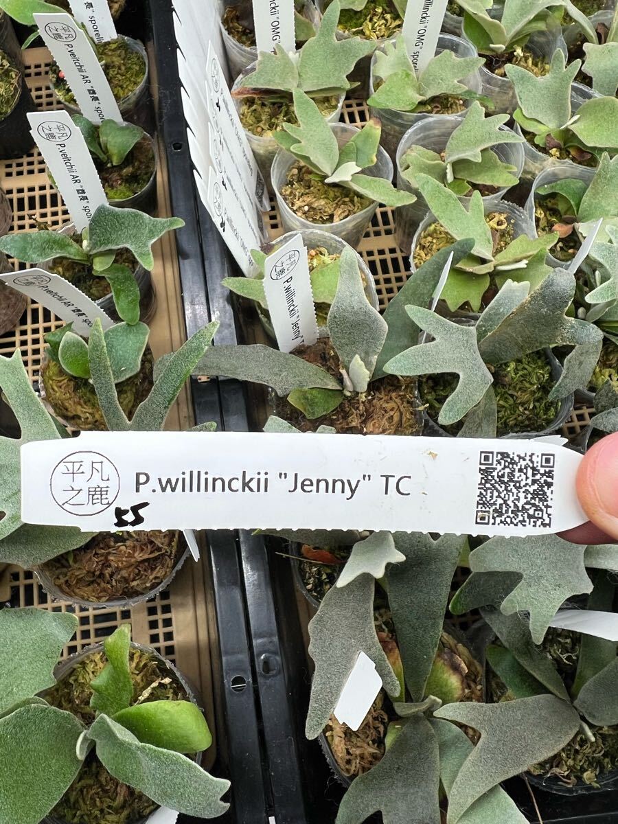 55ビカクシダ Platycerium 台湾輸入株 タグ付き ウィリンキー 55ビカクシダ Platycerium 台湾輸入株 タグ付き ウィリンキー