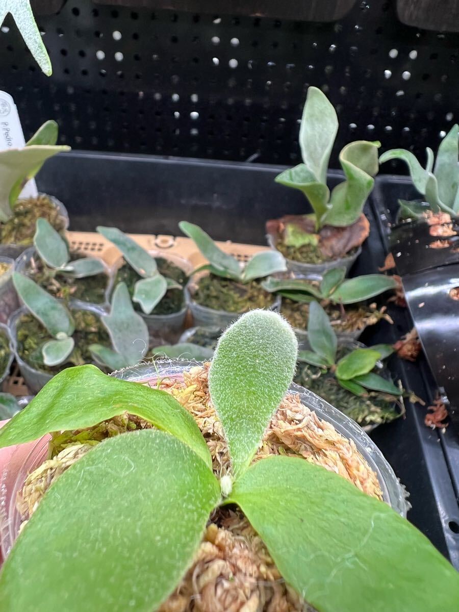 41ビカクシダ Platycerium 台湾輸入株 タグ付き ウィリンキー 41ビカクシダ Platycerium 台湾輸入株 タグ付き ウィリンキー