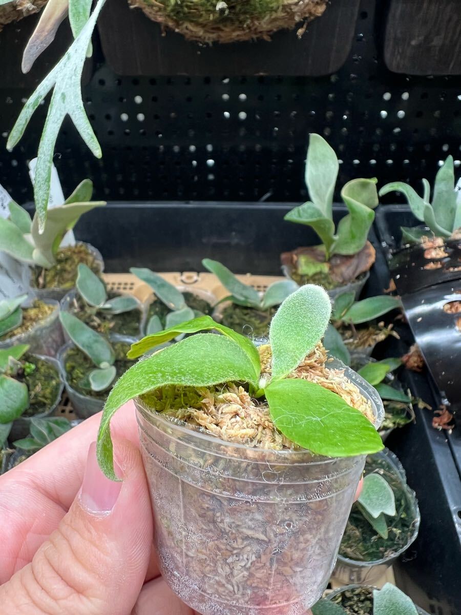 41ビカクシダ Platycerium 台湾輸入株 タグ付き ウィリンキー 41ビカクシダ Platycerium 台湾輸入株 タグ付き ウィリンキー
