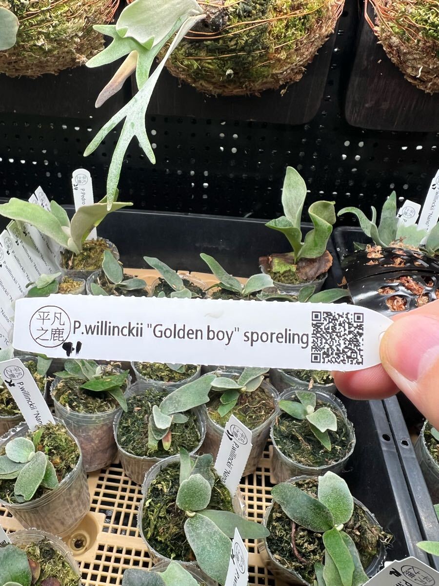 41ビカクシダ Platycerium 台湾輸入株 タグ付き ウィリンキー 41ビカクシダ Platycerium 台湾輸入株 タグ付き ウィリンキー