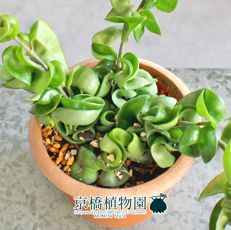 【現(xiàn)品】ホヤ?コンパクタ 4.5號 茶鉢（1）Hoya carnosa "Compacta"