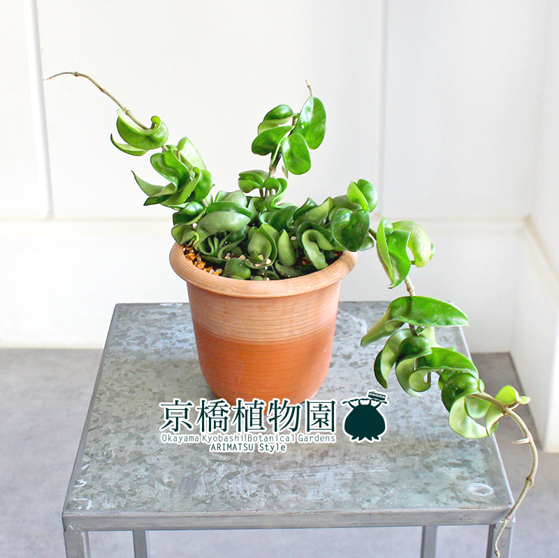 【現(xiàn)品】ホヤ?コンパクタ 4.5號 茶鉢（1）Hoya carnosa "Compacta"