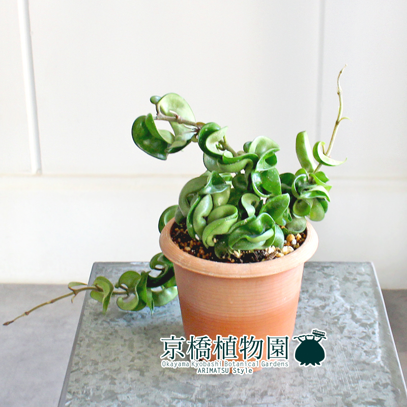 【現(xiàn)品】ホヤ?コンパクタ 4.5號(hào) 茶鉢（5）Hoya carnosa "Compacta"