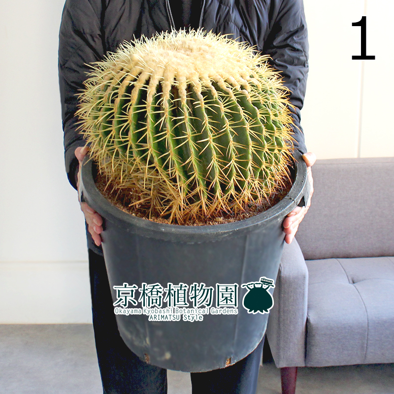 現品】サボテン 金鯱(キンシャチ) 12号 黒鉢(1)Echinocactus 現品】サボテン 金鯱(キンシャチ) 12号 黒鉢(1)Echinocactus