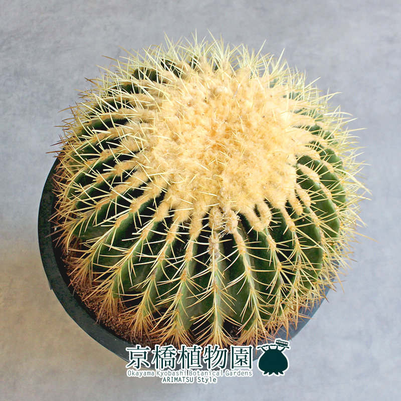 サボテンの王様：金シャチ（キンシャチ・金鯱）12号鉢植え の