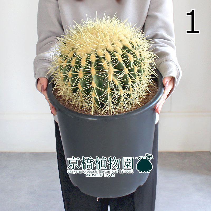 現品】サボテン 金鯱(キンシャチ) 8号 黒鉢(1)Echinocactus 現品】サボテン 金鯱(キンシャチ) 8号 黒鉢(1)Echinocactus