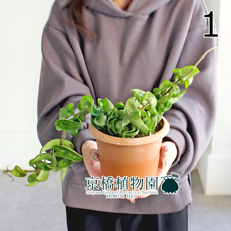 【現(xiàn)品】ホヤ?コンパクタ 4.5號 茶鉢（1）Hoya carnosa "Compacta"