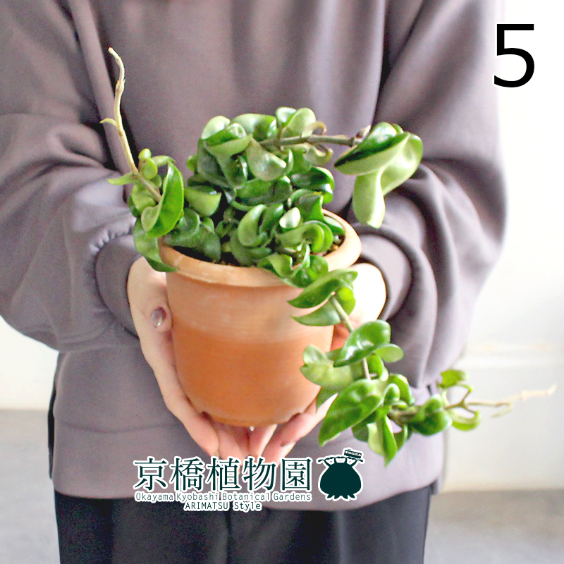 【現(xiàn)品】ホヤ?コンパクタ 4.5號(hào) 茶鉢（5）Hoya carnosa "Compacta"