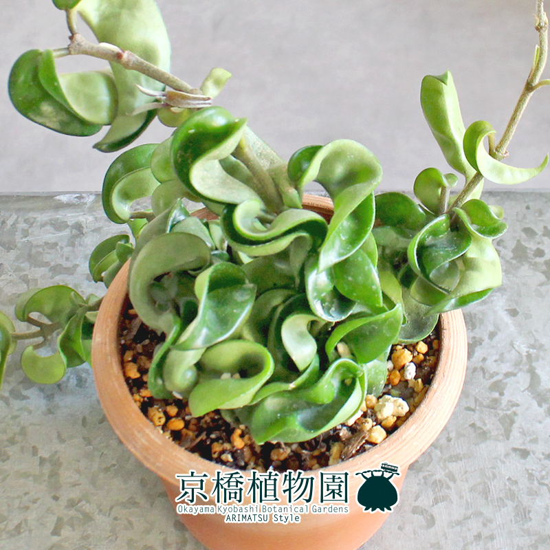 【現(xiàn)品】ホヤ?コンパクタ 4.5號(hào) 茶鉢（5）Hoya carnosa "Compacta"