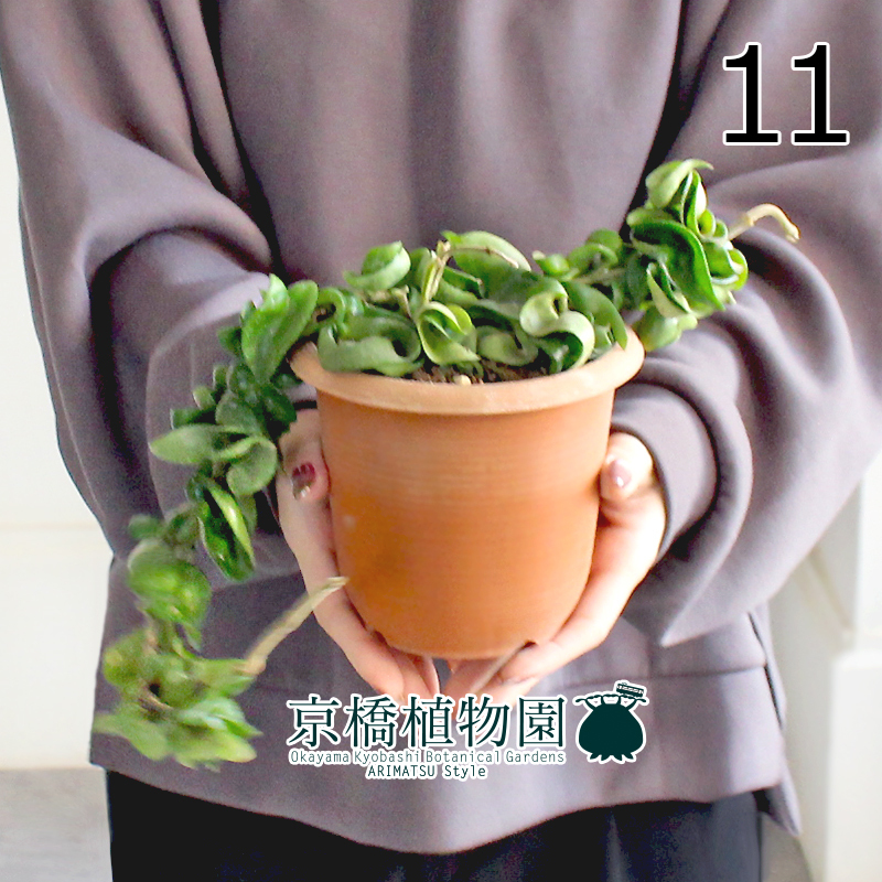 【現(xiàn)品】ホヤ?コンパクタ 4.5號(hào) 茶鉢（11）Hoya carnosa "Compacta"