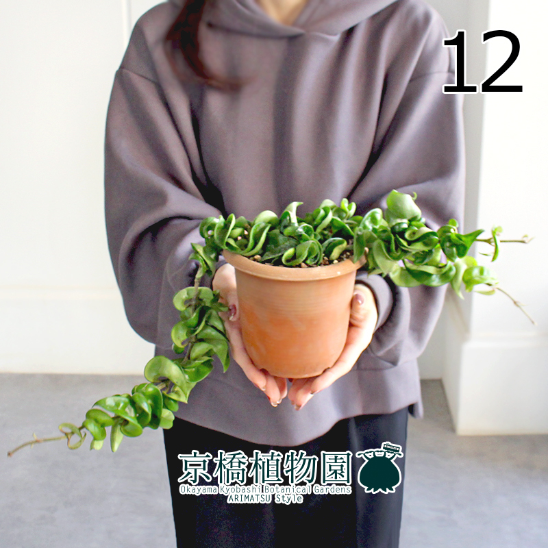 【現(xiàn)品】ホヤ?コンパクタ 4.5號 茶鉢（12）Hoya carnosa "Compacta"
