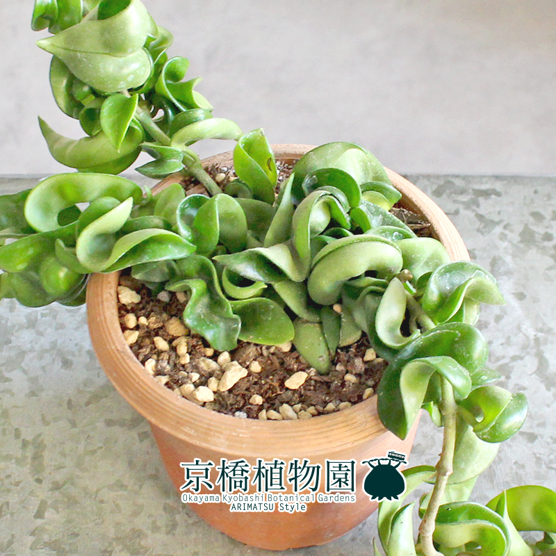 【現(xiàn)品】ホヤ?コンパクタ 4.5號 茶鉢（12）Hoya carnosa "Compacta"