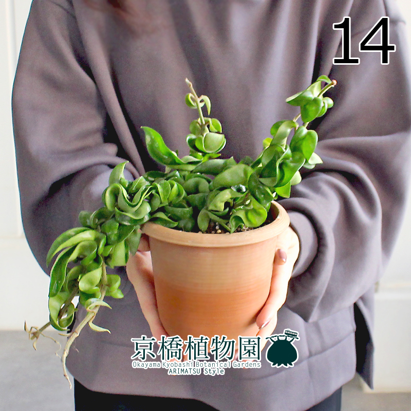 【現(xiàn)品】ホヤ?コンパクタ 4.5號 茶鉢（14）Hoya carnosa "Compacta"