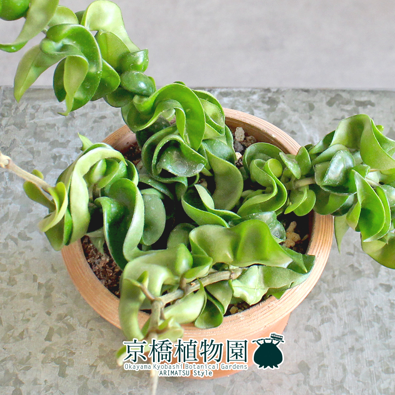 【現(xiàn)品】ホヤ?コンパクタ 4.5號 茶鉢（14）Hoya carnosa "Compacta"