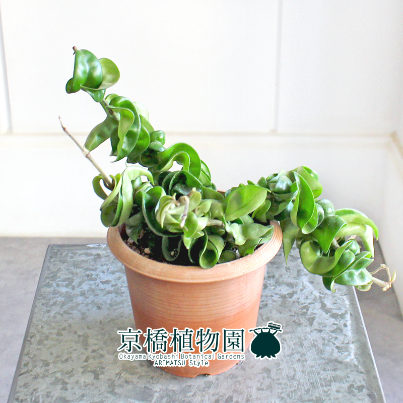 【現(xiàn)品】ホヤ?コンパクタ 4.5號 茶鉢（14）Hoya carnosa "Compacta"