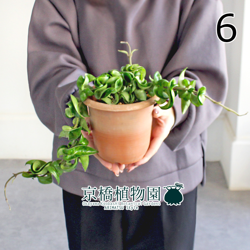 【現(xiàn)品】ホヤ?コンパクタ 4.5號(hào) 茶鉢（6）Hoya carnosa "Compacta"