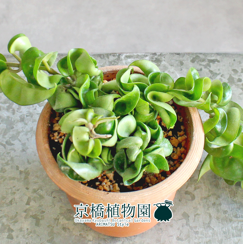 【現(xiàn)品】ホヤ?コンパクタ 4.5號(hào) 茶鉢（6）Hoya carnosa "Compacta"