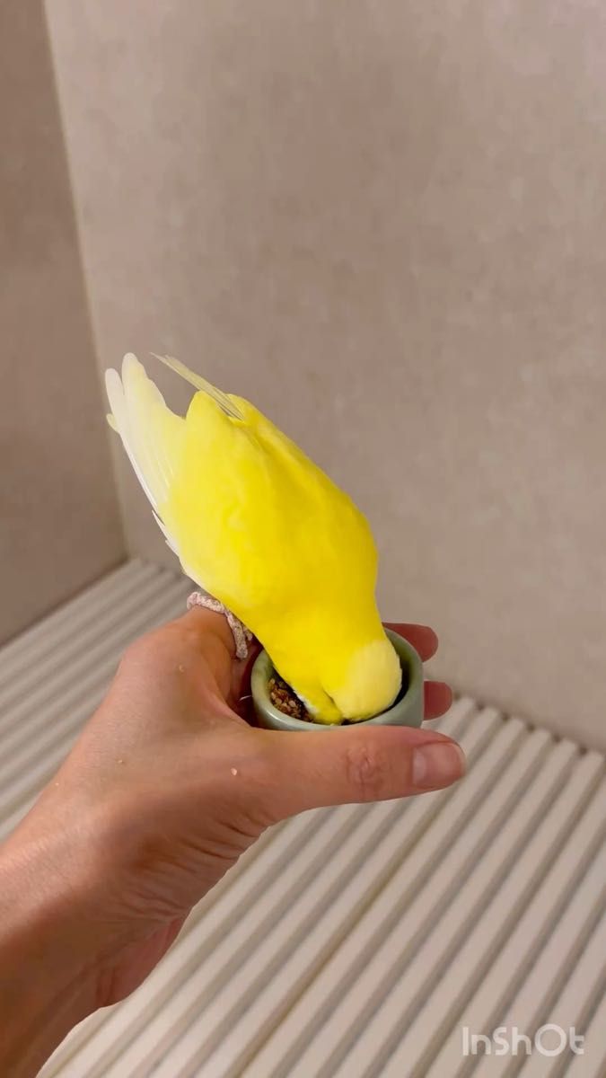 翡翠のおちょこ 天然石 パワーストーン ペット用品 小鉢 ぐい呑