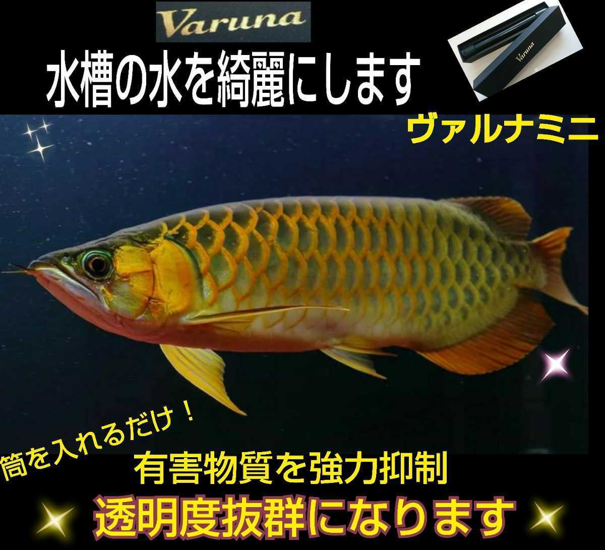 水質改善に！亜硝酸激減！【ヴァルナミニ23センチ】有害物質を強力抑制！透明度がアップし生体が活性化☆水替え不要に！病原菌や感染症予防_水槽に入れるだけでピカピカに！