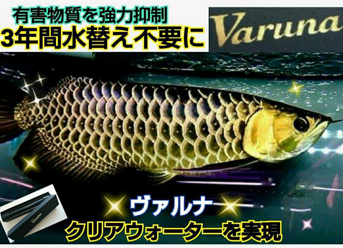 アロワナの飼育者絶賛！水槽の水が綺麗になります【ヴァルナミニ23センチ】透明度がアップし有害物質を強力抑制☆生体が活性化☆水替え不要_水槽に入れるだけでピカピカに！