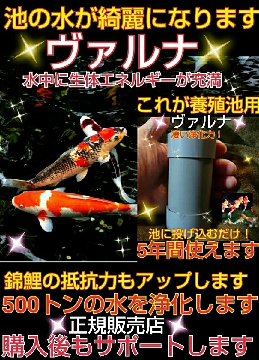 池の水質が抜群になります！錦鯉の品評会から絶賛【ヴァルナ池用】透明度がアップし病原菌や感染症を強力抑制☆生体が活性化する！水替不要_池がピカピカになります！