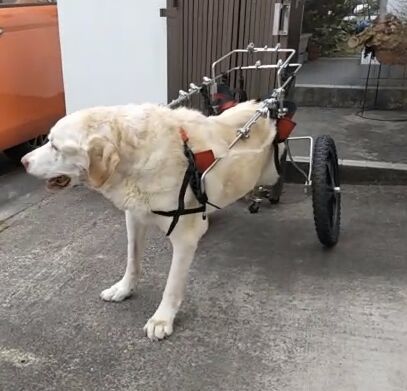 ヤマペットの大形犬用車椅子(レトリーバー・レンタル・中古車 ヤマペットの大形犬用車椅子(レトリーバー・レンタル・中古車