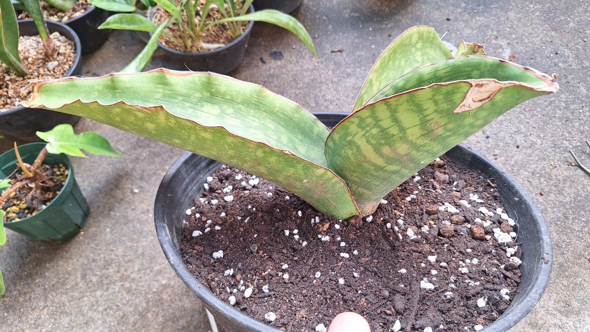 サンセベリアドラゴンキング