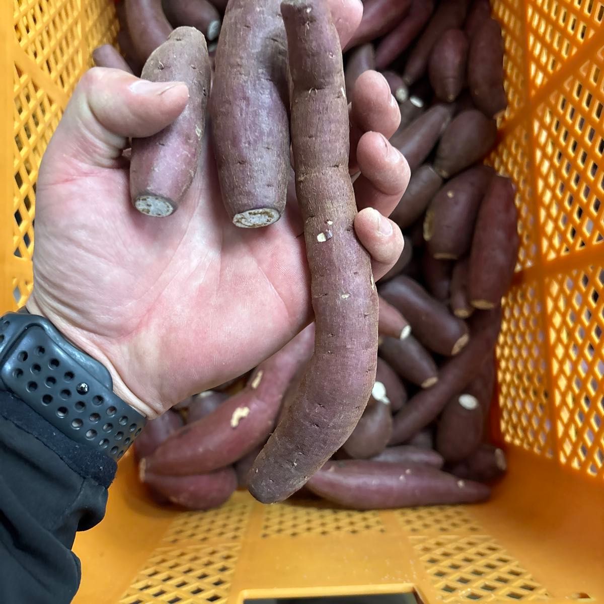 ラストです無農薬熟成シルクスイート箱込み約10キロ ミニサイズ ラストです無農薬熟成シルクスイート箱込み約10キロ ミニサイズ