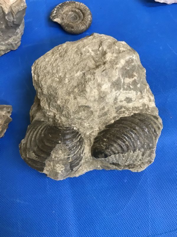 ヤフオク! - 化石セット 二枚貝 化石 貝 アンティーク コレク...