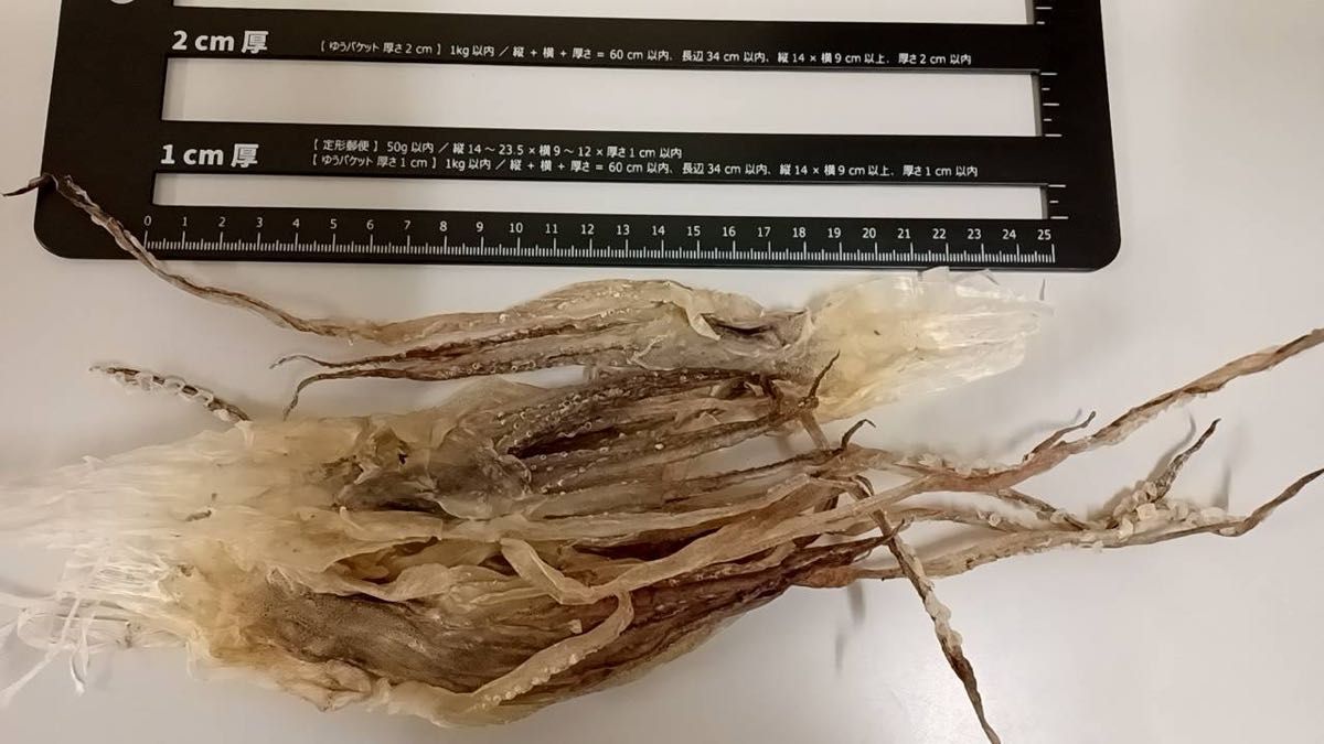 復活 』前浜するめ足【2kg】Mサイズ|Yahoo!フリマ(旧PayPay 復活 』前浜するめ足【2kg】Mサイズ|Yahoo!フリマ(旧PayPay
