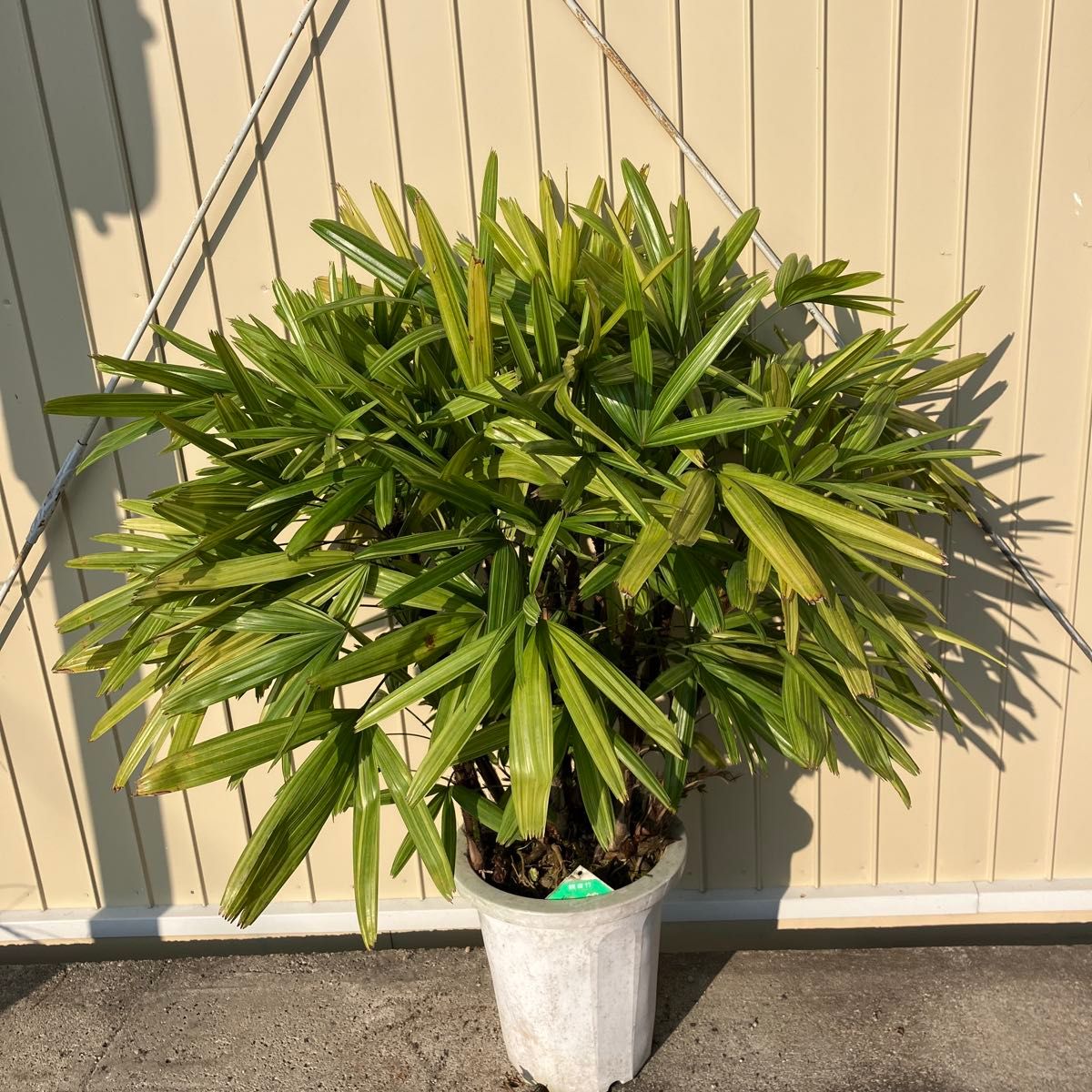 ドラセナ トルネード 観葉植物 ドラセナ トルネード 観葉植物