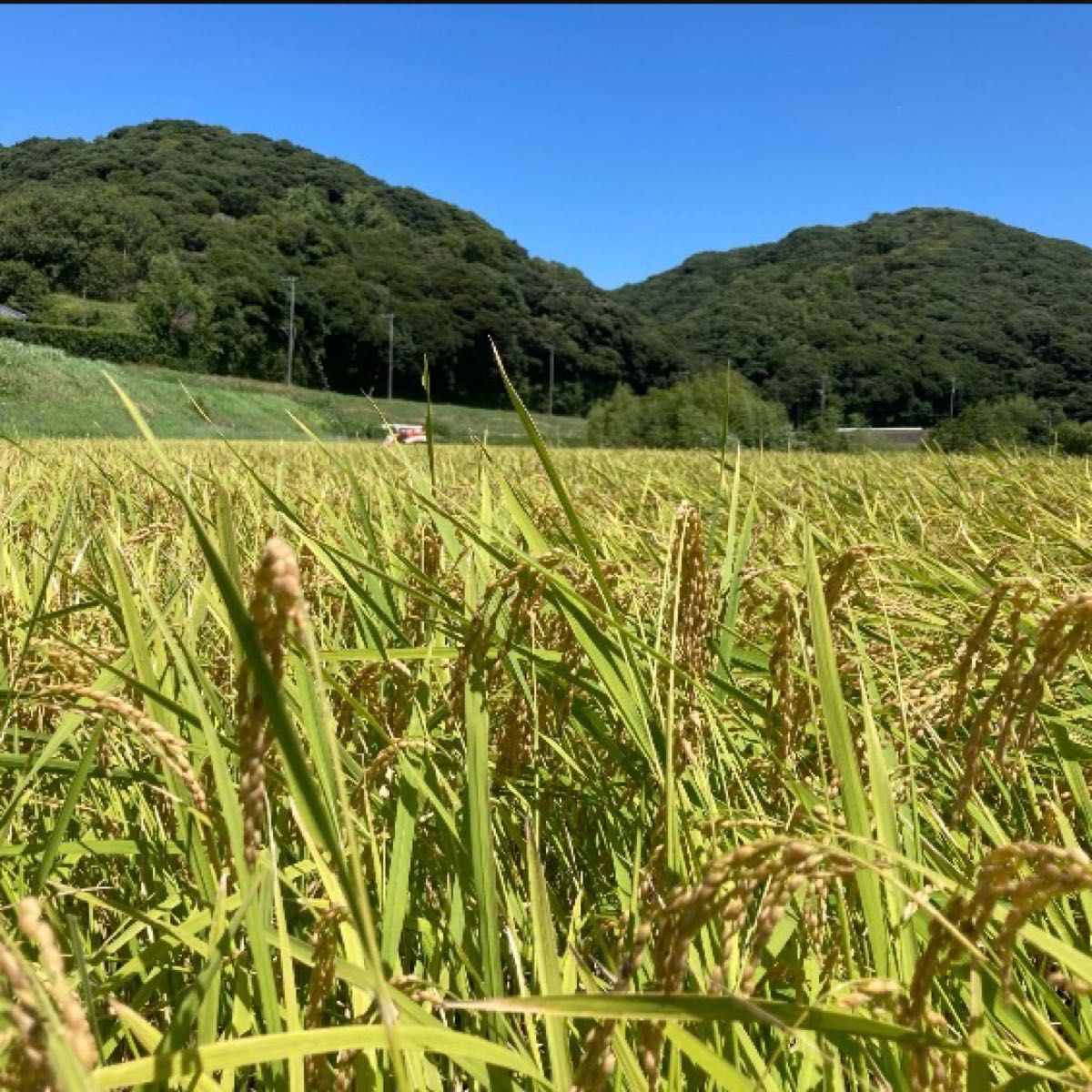 千葉県産 令和6年 コシヒカリ 一等米 玄米20kg 農家直送