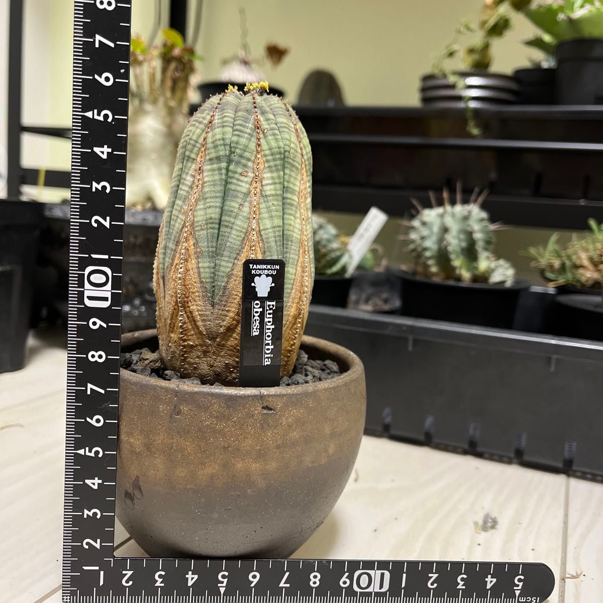 ユーフォルビア オベサ 3個セット 陶器鉢ごと|Yahoo!フリマ(旧 ユーフォルビア オベサ 3個セット 陶器鉢ごと|Yahoo!フリマ(旧