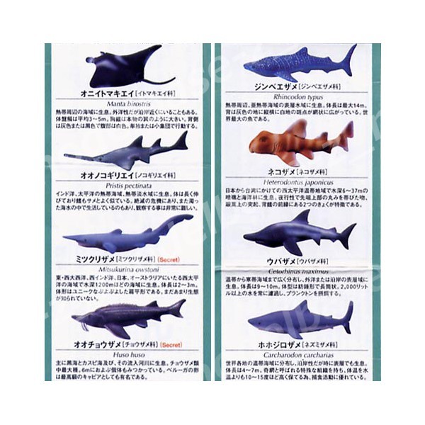 地球生命紀行 サメ・エイ 全８種