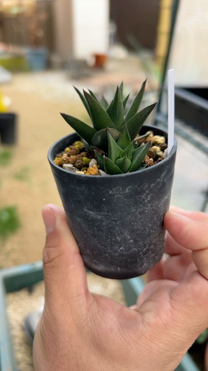 ハオルチア 五重の塔
