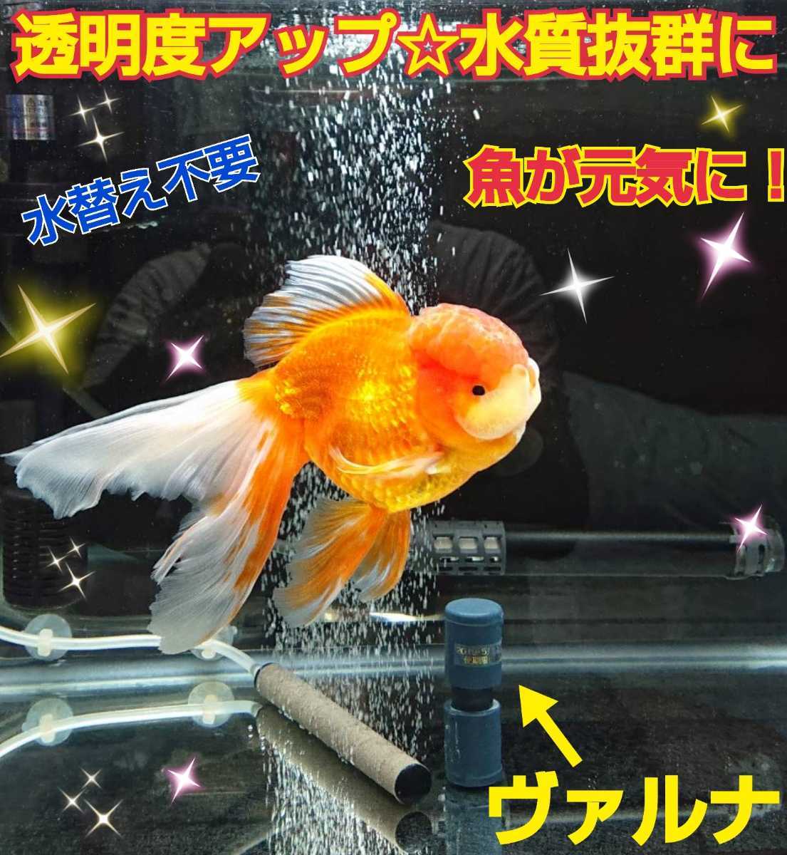 アロワナ飼育者絶賛！水質が抜群に☆【ヴァルナ23センチ】有害物質を強力抑制！透明度が抜群になります！水替え一切不要になります！楽チン_驚くほどピカピカに！