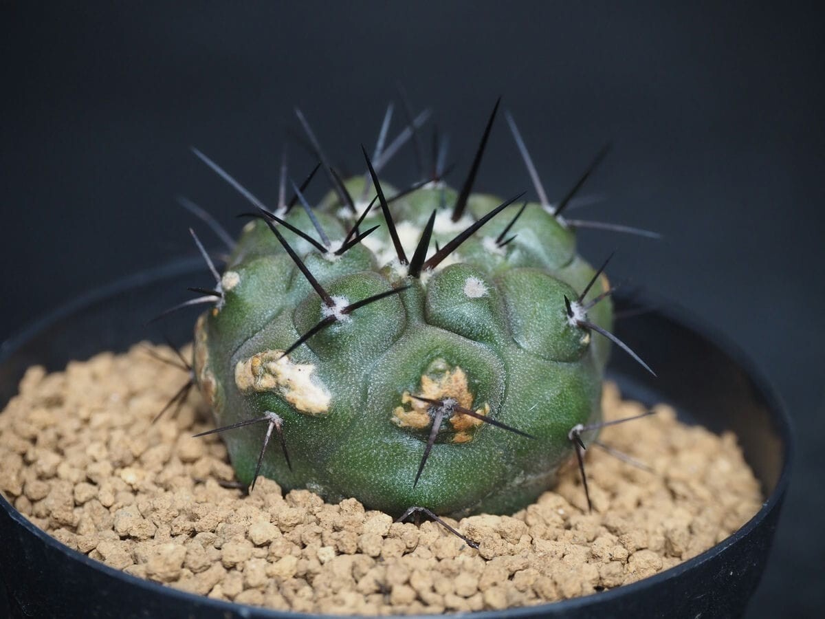 RR_黒王丸 希少FN付 コピアポア/Copiapoa cinerea HR1106,Cerro RR_黒王丸 希少FN付 コピアポア/Copiapoa cinerea HR1106,Cerro