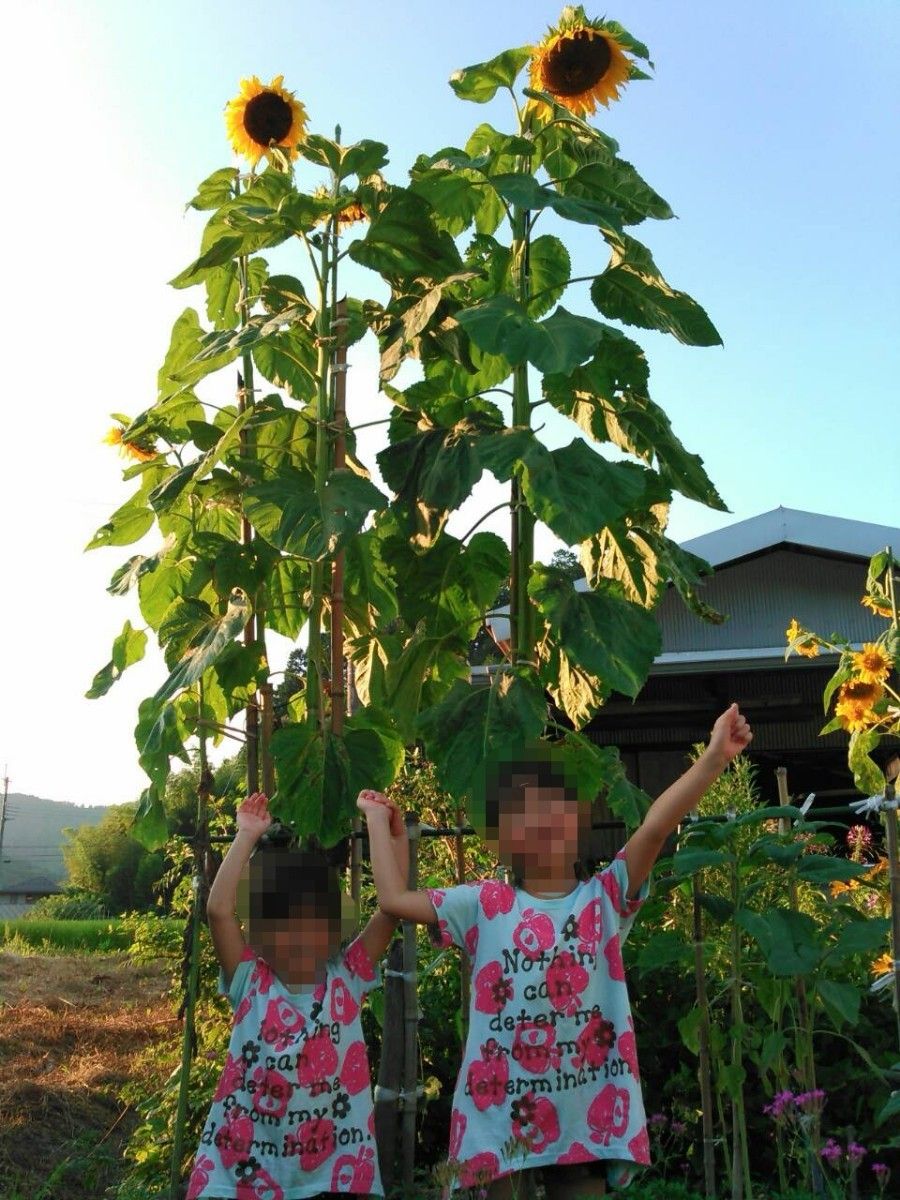 ひまわり　タイタン　種子　 花の種